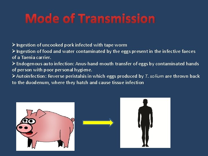 Mode of Transmission ØIngestion of uncooked pork infected with tape worm ØIngestion of food