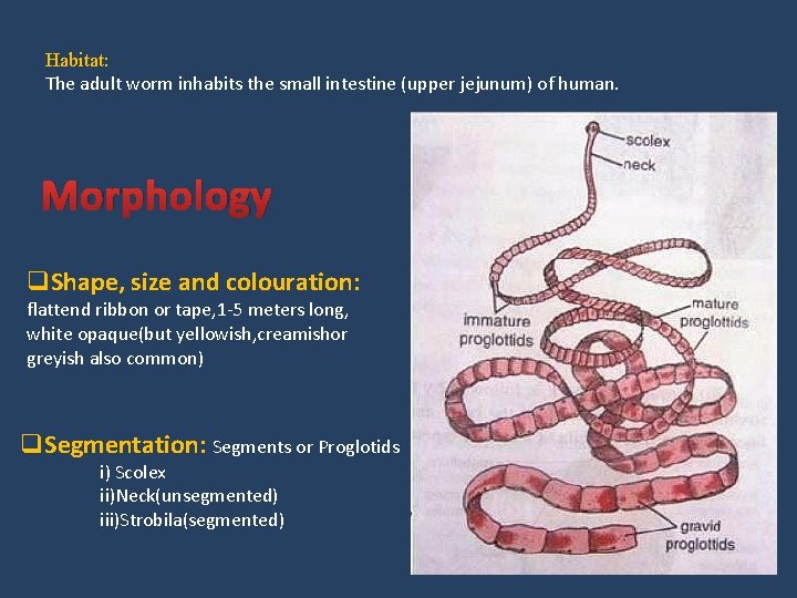 Habitat: The adult worm inhabits the small intestine (upper jejunum) of human. Morphology q.