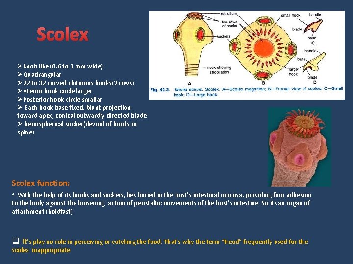 Scolex ØKnob like (0. 6 to 1 mm wide) ØQuadrangular Ø 22 to 32