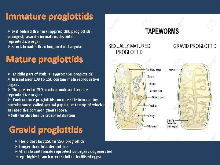 Immature proglottids Ø Just behind the neck (approx. 200 proglottids) youngest, sexually immature, devoid