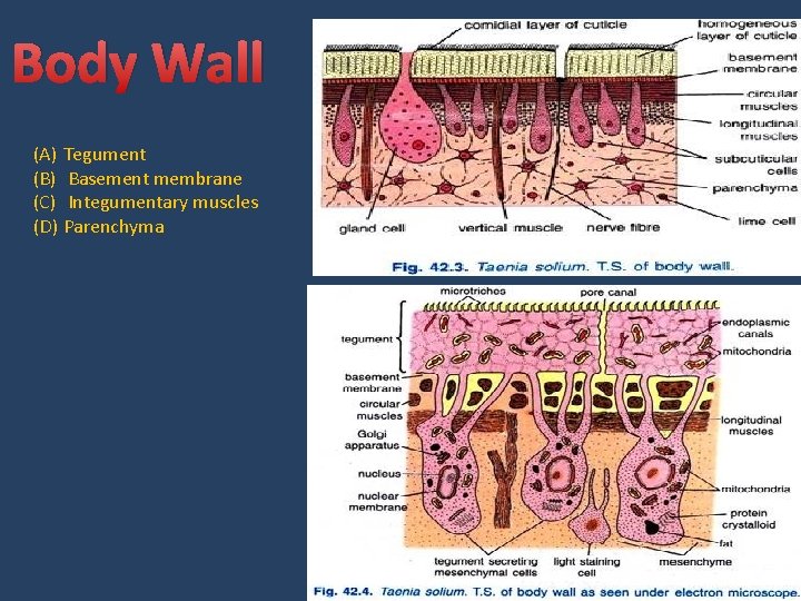 Body Wall (A) Tegument (B) Basement membrane (C) Integumentary muscles (D) Parenchyma 