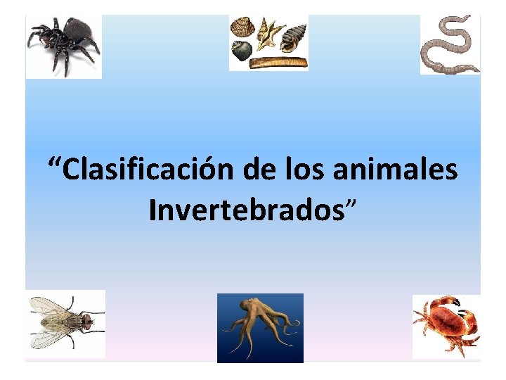 “Clasificación de los animales Invertebrados” 