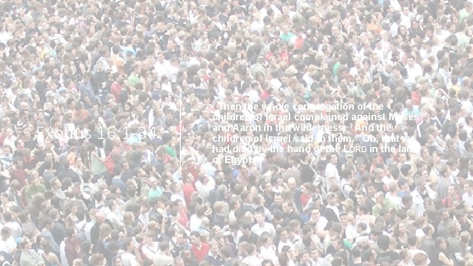  • 2 Then Exodus 16: 1 -34 the whole congregation of the children