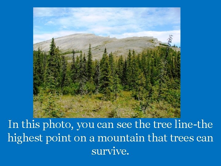 In this photo, you can see the tree line-the highest point on a mountain