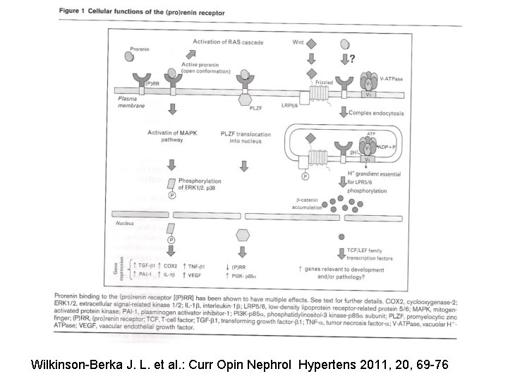 Wilkinson-Berka J. L. et al. : Curr Opin Nephrol Hypertens 2011, 20, 69 -76