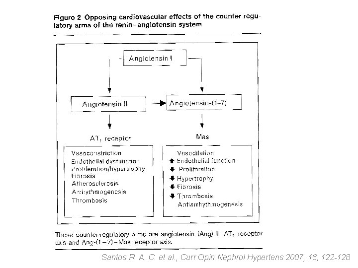 Santos R. A. C. et al. , Curr Opin Nephrol Hypertens 2007, 16, 122