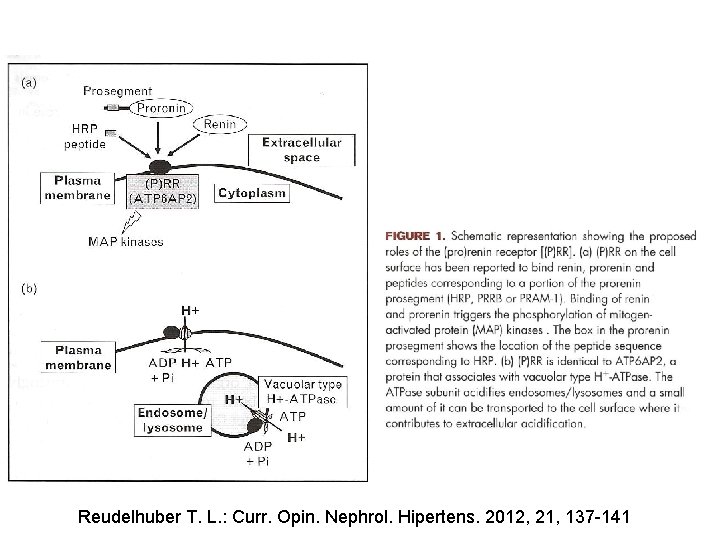 Reudelhuber T. L. : Curr. Opin. Nephrol. Hipertens. 2012, 21, 137 -141 