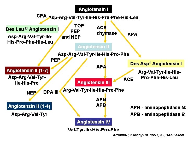 Angiotensin I CPA Asp-Arg-Val-Tyr-Ile-His-Pro-Phe-His-Leu Des Leu 10 Angiotensin I Asp-Arg-Val-Tyr-Ile. His-Pro-Phe-His-Leu TOP PEP and