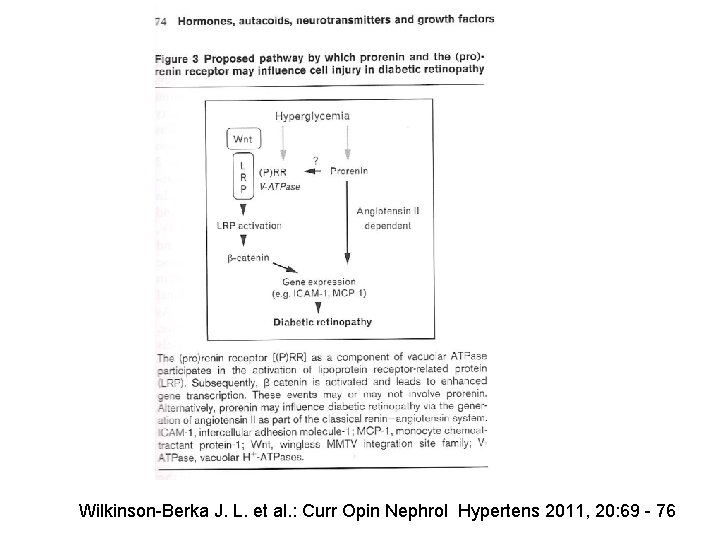 Wilkinson-Berka J. L. et al. : Curr Opin Nephrol Hypertens 2011, 20: 69 -