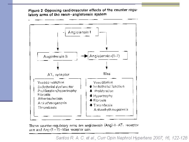 Santos R. A. C. et al. , Curr Opin Nephrol Hypertens 2007, 16, 122