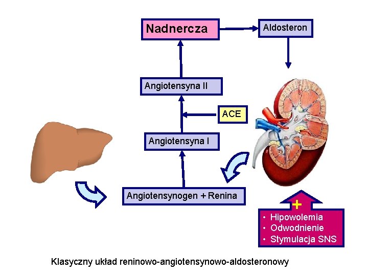 Nadnercza Aldosteron Angiotensyna II ACE Angiotensyna I Angiotensynogen + Renina + • Hipowolemia •