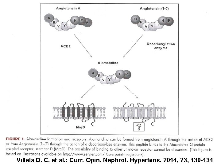 Villela D. C. et al. : Curr. Opin. Nephrol. Hypertens. 2014, 23, 130 -134