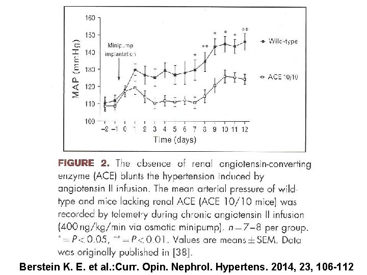 Berstein K. E. et al. : Curr. Opin. Nephrol. Hypertens. 2014, 23, 106 -112