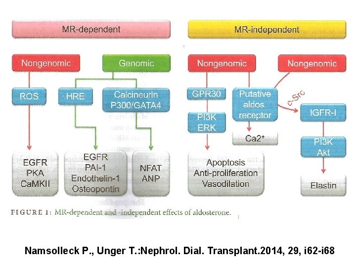 Namsolleck P. , Unger T. : Nephrol. Dial. Transplant. 2014, 29, i 62 -i