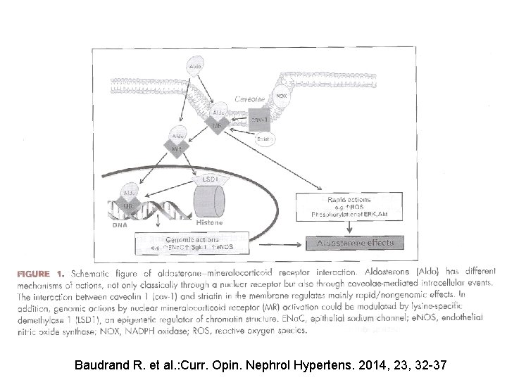 Baudrand R. et al. : Curr. Opin. Nephrol Hypertens. 2014, 23, 32 -37 