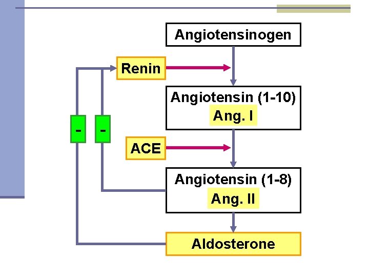 Angiotensinogen Renin - Angiotensin (1 -10) Ang. I ACE Angiotensin (1 -8) Ang. II
