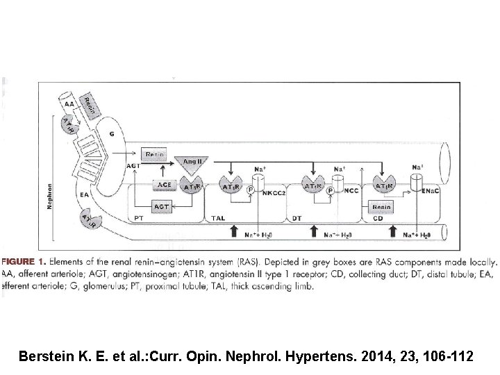 Berstein K. E. et al. : Curr. Opin. Nephrol. Hypertens. 2014, 23, 106 -112