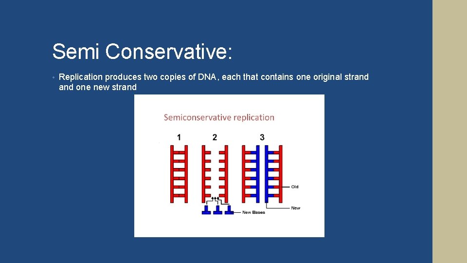 Semi Conservative: • Replication produces two copies of DNA, each that contains one original