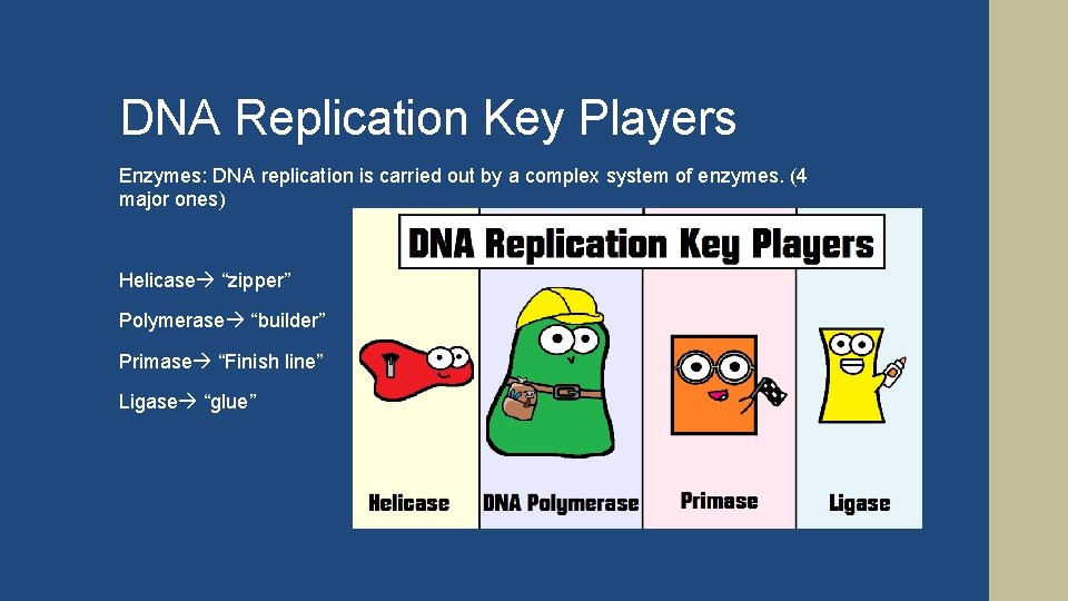 DNA Replication Key Players Enzymes: DNA replication is carried out by a complex system