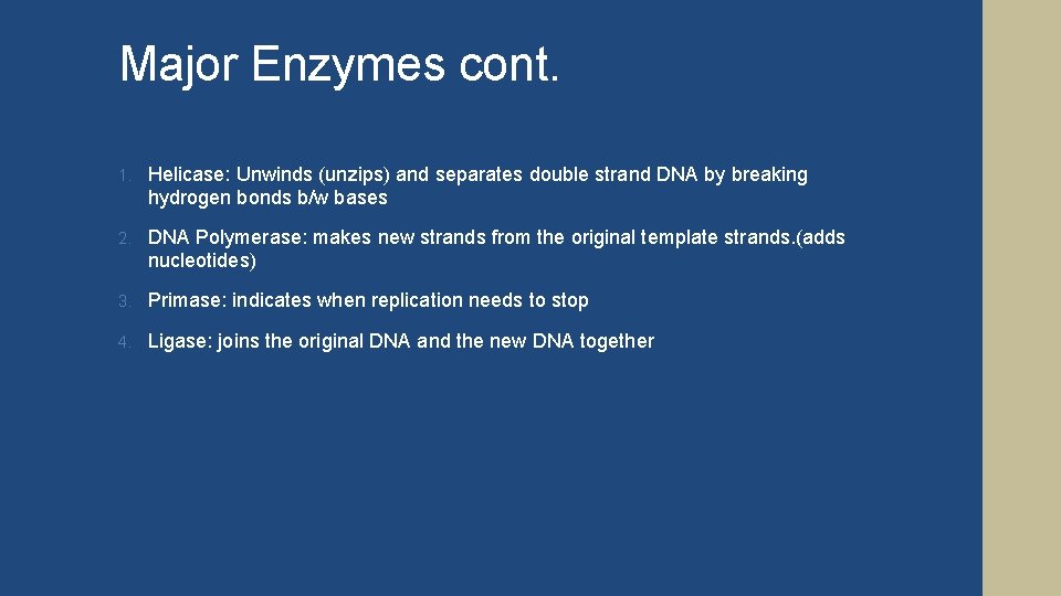 Major Enzymes cont. 1. Helicase: Unwinds (unzips) and separates double strand DNA by breaking