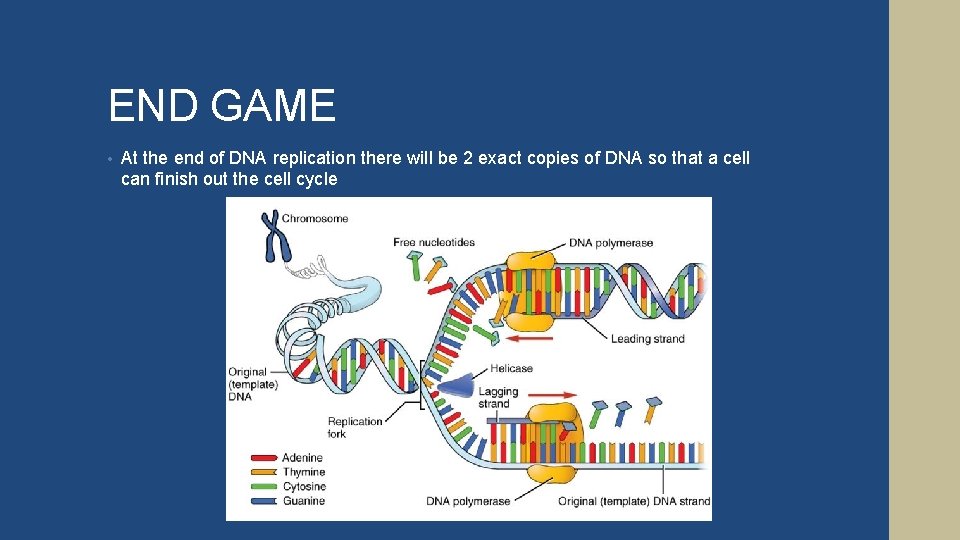 END GAME • At the end of DNA replication there will be 2 exact