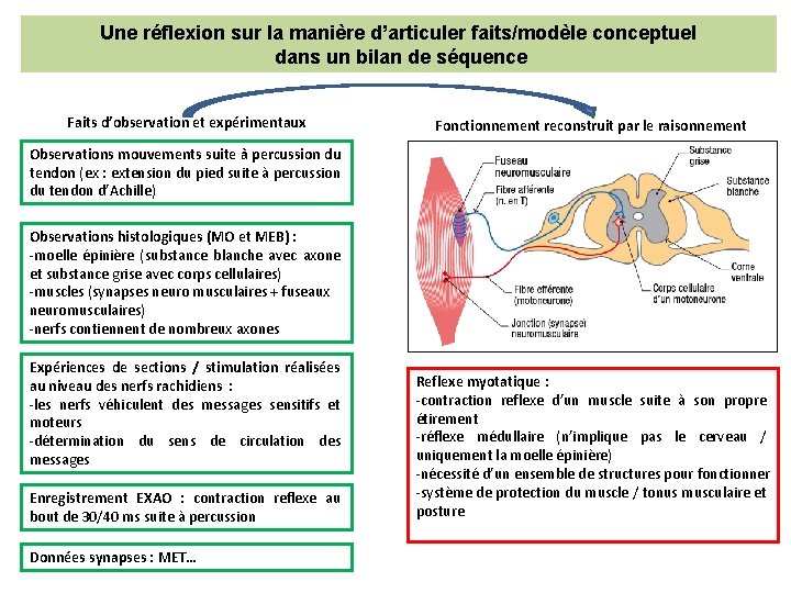 Une réflexion sur la manière d’articuler faits/modèle conceptuel dans un bilan de séquence Faits Une réflexion sur la manière d’articuler faits/modèle conceptuel dans un bilan de séquence Faits
