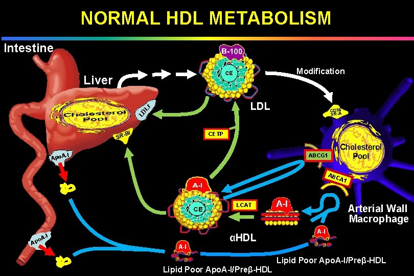 NORMAL HDL METABOLISM Intestine Modification Liver LD Lr LDL CETP -I ABCG 1 Apo.