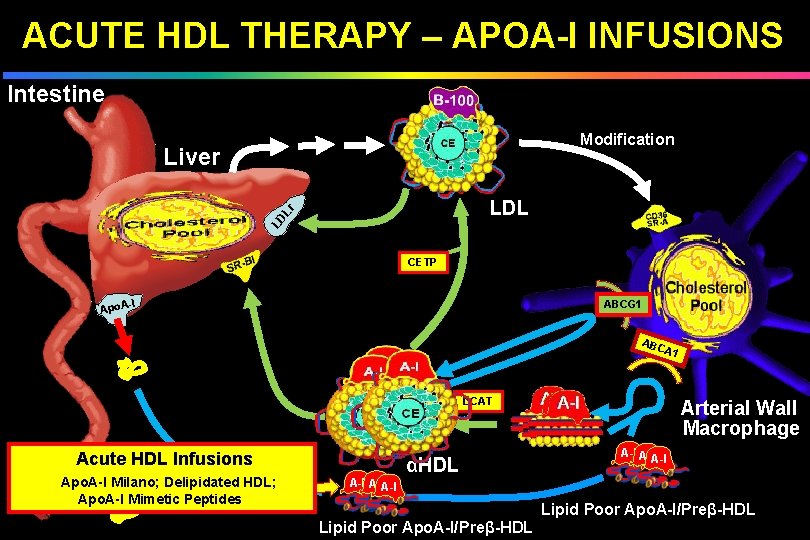 ACUTE HDL THERAPY – APOA-I INFUSIONS Intestine Modification Liver LD Lr LDL CETP -I