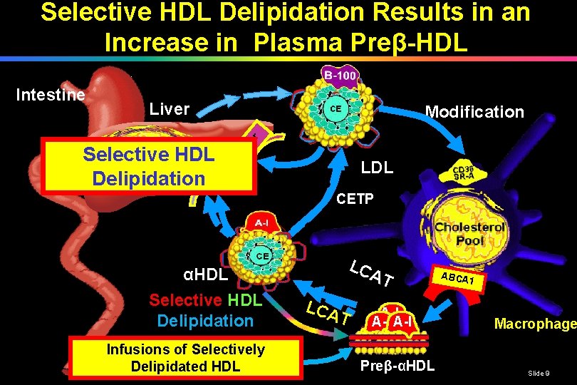 Selective HDL Delipidation Results in an Increase in Plasma Preβ-HDL Liver Selective HDL 1