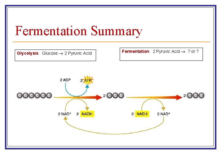 Fermentation Summary Glycolysis: Glucose 2 Pyruvic Acid Fermentation: 2 Pyruvic Acid ? or ?