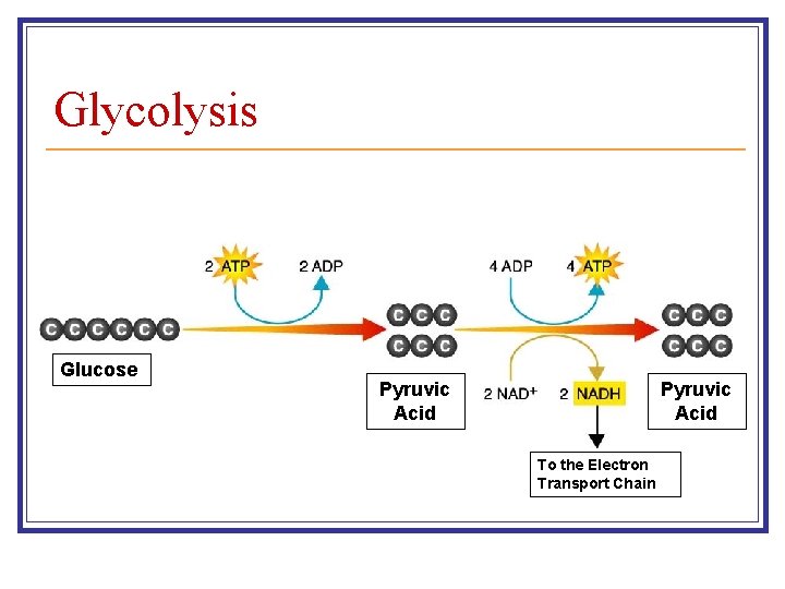 Glycolysis Glucose Pyruvic Acid To the Electron Transport Chain 