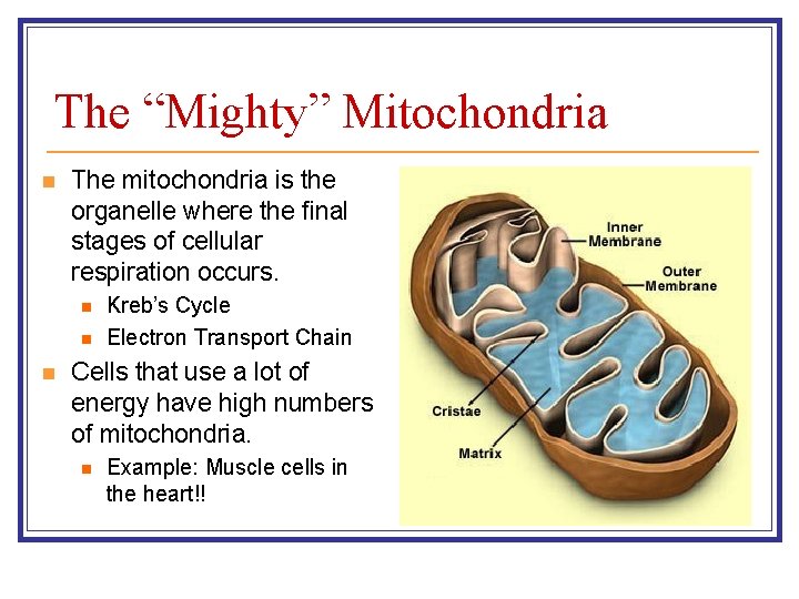 The “Mighty” Mitochondria n The mitochondria is the organelle where the final stages of