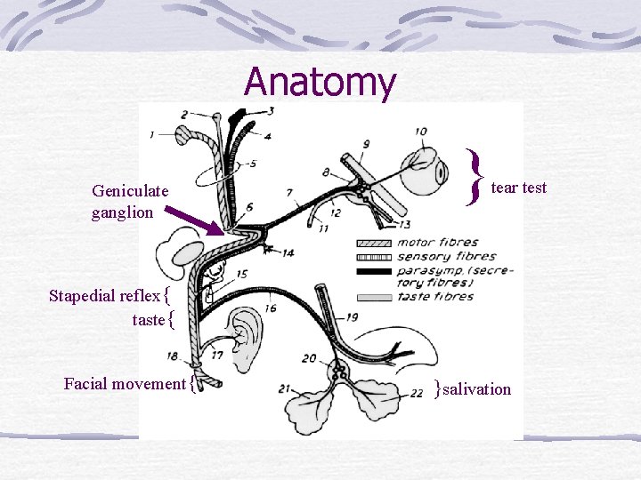 Anatomy Geniculate ganglion } tear test Stapedial reflex{ taste{ Facial movement{ }salivation 