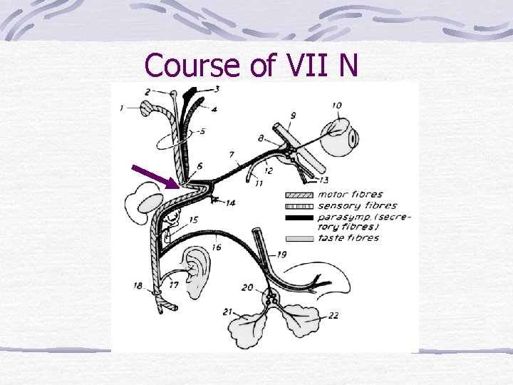 Course of VII N 