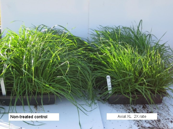Non-treated control Axial XL 2 X rate Non-treated control Axial XL 2 X rate