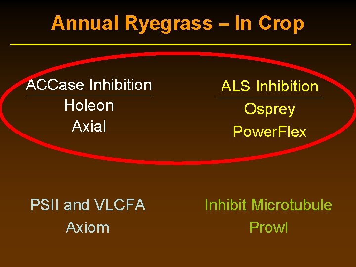 Annual Ryegrass – In Crop ACCase Inhibition Holeon Axial ALS Inhibition Osprey Power. Flex Annual Ryegrass – In Crop ACCase Inhibition Holeon Axial ALS Inhibition Osprey Power. Flex