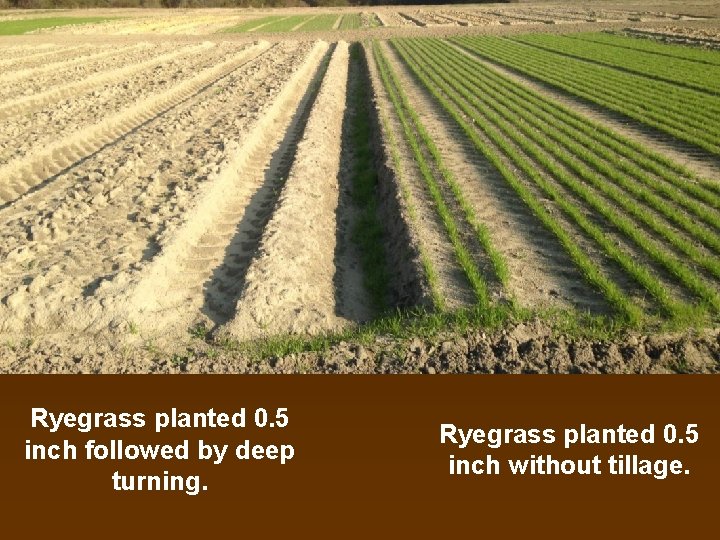 Ryegrass planted 0. 5 inch followed by deep turning. Ryegrass planted 0. 5 inch Ryegrass planted 0. 5 inch followed by deep turning. Ryegrass planted 0. 5 inch