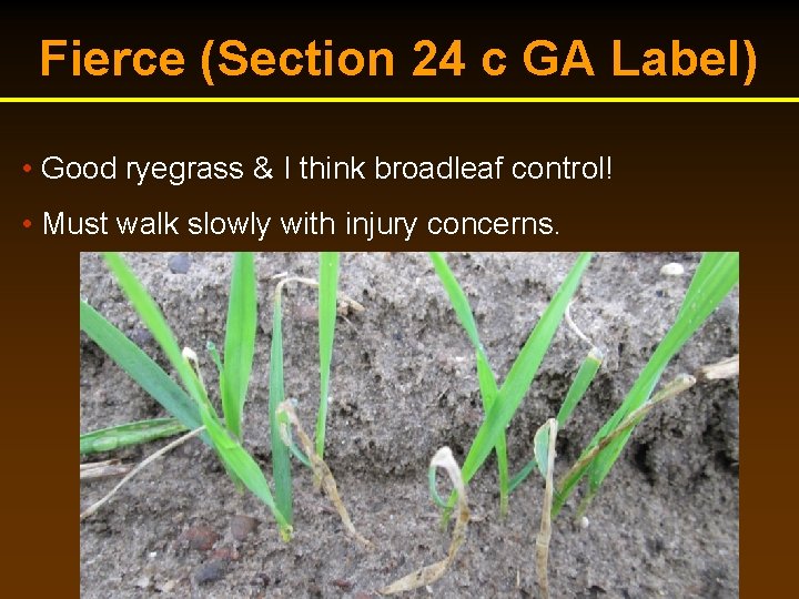 Fierce (Section 24 c GA Label) • Good ryegrass & I think broadleaf control! Fierce (Section 24 c GA Label) • Good ryegrass & I think broadleaf control!
