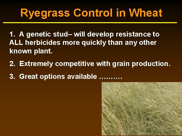 Ryegrass Control in Wheat 1. A genetic stud– will develop resistance to ALL herbicides Ryegrass Control in Wheat 1. A genetic stud– will develop resistance to ALL herbicides