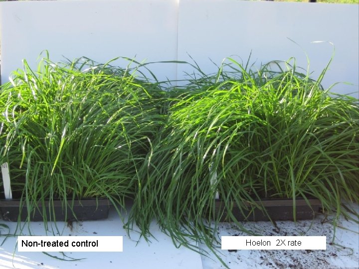 Non-treated control Hoelon 2 X rate Non-treated control Hoelon 2 X rate