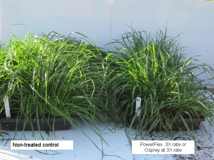 Non-treated control Power. Flex 3 X rate or Osprey at 3 X rate Non-treated control Power. Flex 3 X rate or Osprey at 3 X rate