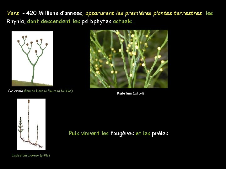 Vers - 420 Millions d’années, apparurent les premières plantes terrestres les Rhynia, dont descendent