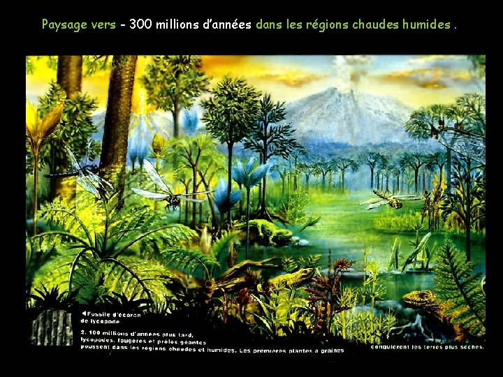 Paysage vers - 300 millions d’années dans les régions chaudes humides. P 