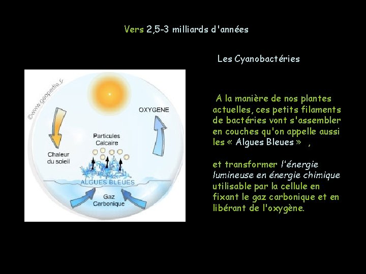 Vers 2, 5 -3 milliards d'années Les Cyanobactéries A la manière de nos plantes