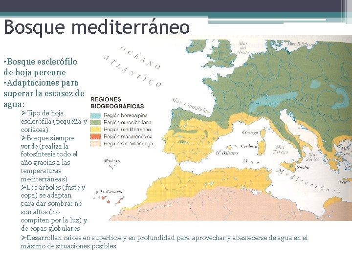 Bosque mediterráneo • Bosque esclerófilo de hoja perenne • Adaptaciones para superar la escasez