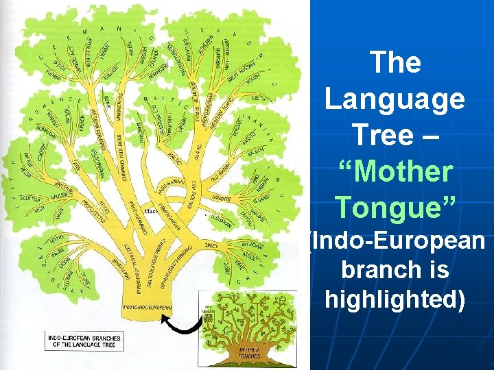 The Language Tree – “Mother Tongue” (Indo-European branch is highlighted) The Language Tree – “Mother Tongue” (Indo-European branch is highlighted)