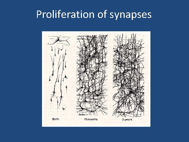 Proliferation of synapses 