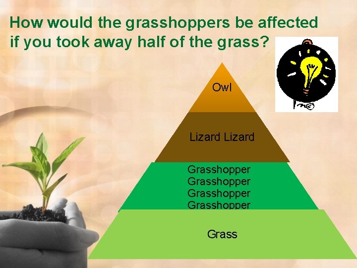 How would the grasshoppers be affected if you took away half of the grass?