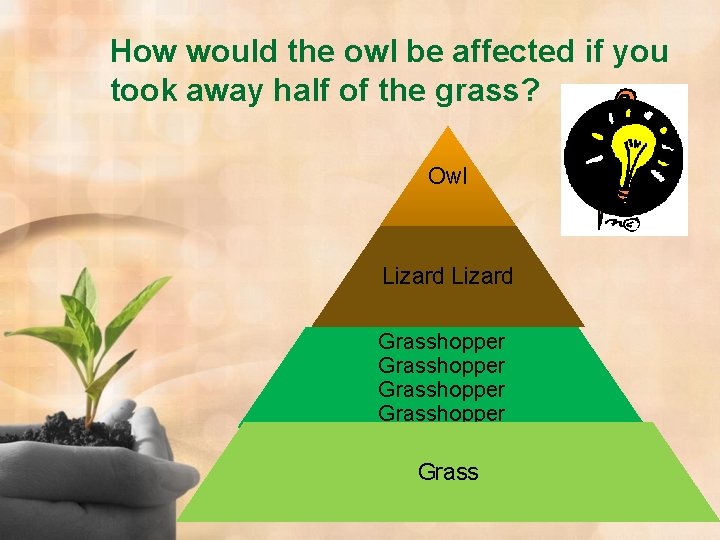 How would the owl be affected if you took away half of the grass?