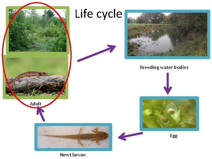 Life cycle Breeding water bodies Adult Egg Newt larvae 